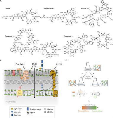 Identification of Genes Required for Resistance to Peptidomimetic Antibiotics by Transposon Sequencing